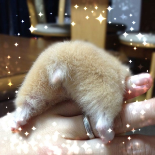Illustration for article titled A Facebook Page Dedicated Entirely to Hamster Butts